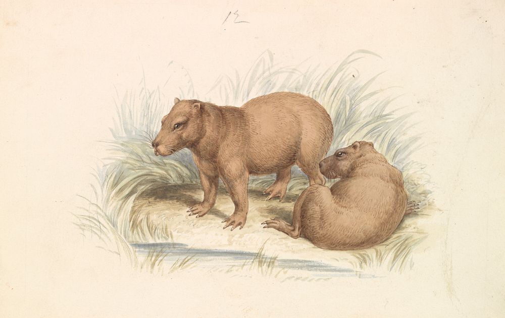 The Capybara by Charles Hamilton Smith
