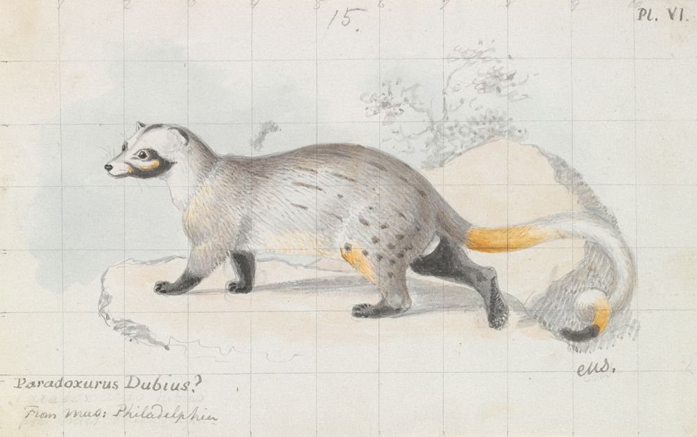 Paradoxurus Dubius by Charles Hamilton Smith
