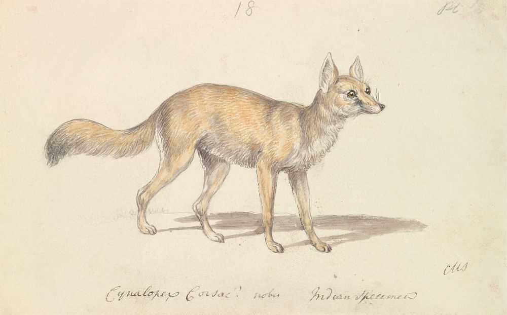 Corsac Dog-Fox by Charles Hamilton Smith