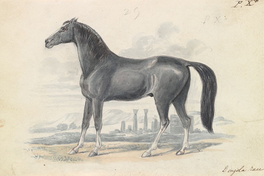 Dongola Horse by Charles Hamilton Smith