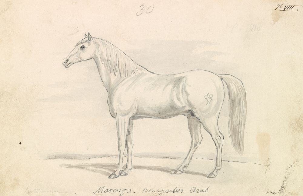 Marengo, Bonaparte's Arab by Charles Hamilton Smith
