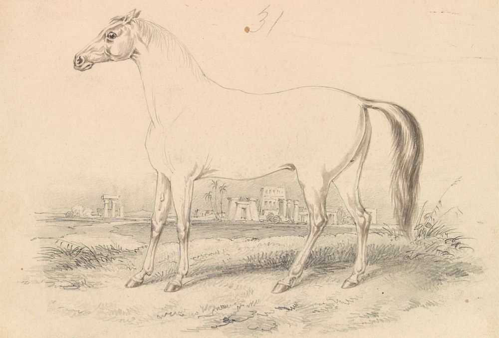 The Dongola Horse by Charles Hamilton Smith