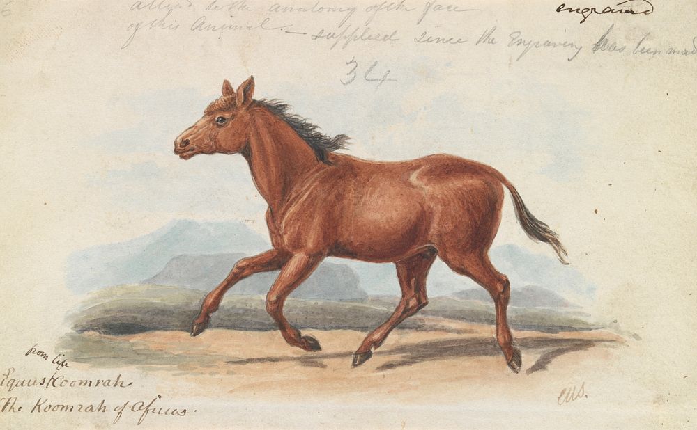 The Koomrah Horse by Charles Hamilton Smith