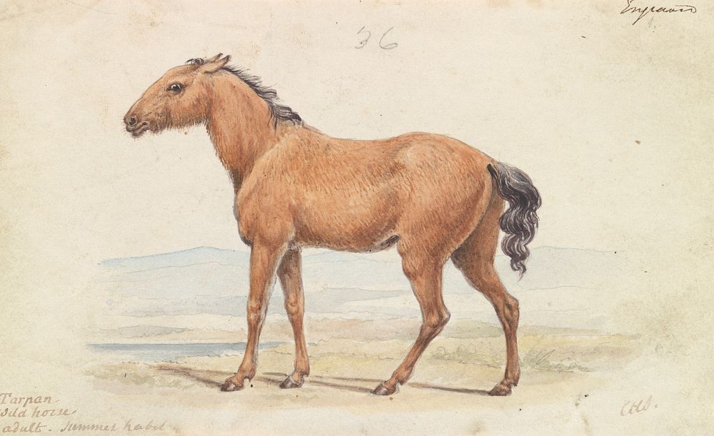 The Tarpan. Wild Horse. Native to Russia by Charles Hamilton Smith