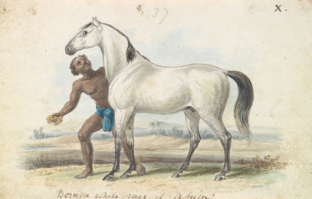 The Bornou Race by Charles Hamilton Smith