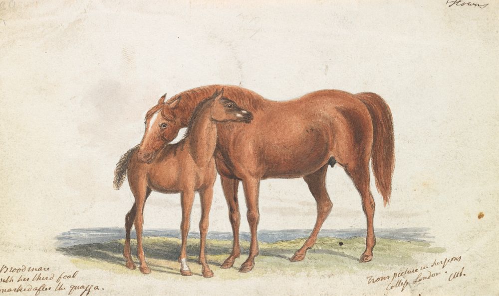 Brood Mare and Third Foal, with Marks of Quagga by Charles Hamilton Smith
