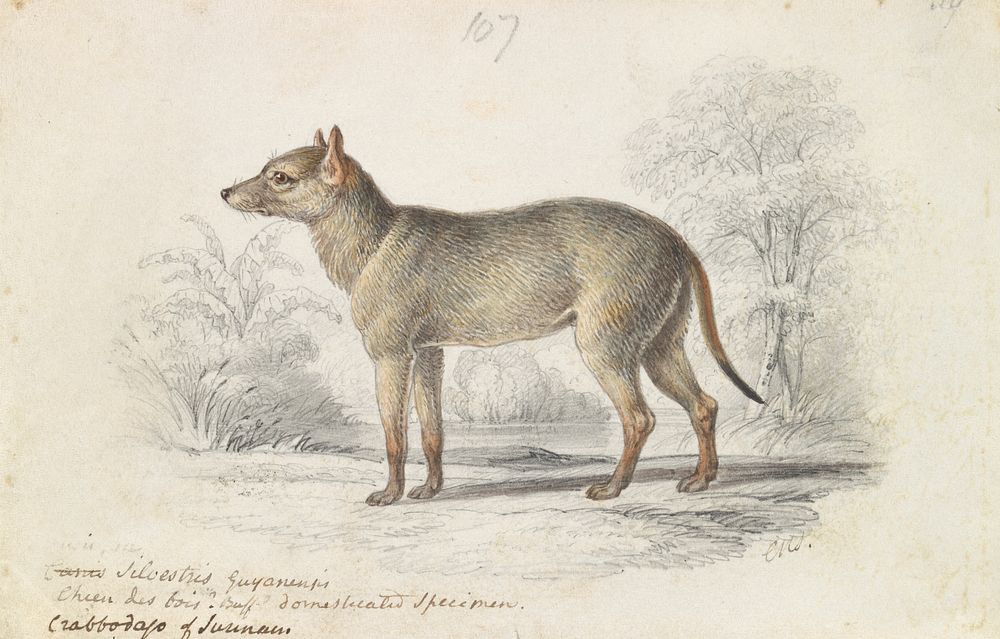 The Crabodage, or Surinam Aguara Dog by Charles Hamilton Smith