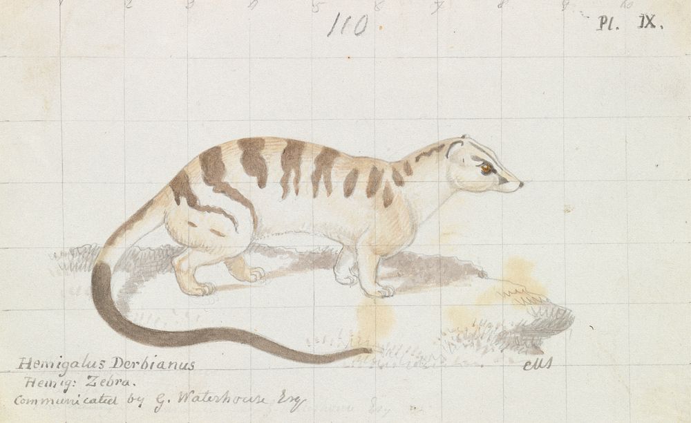 Banded Palm Civet by Charles Hamilton Smith
