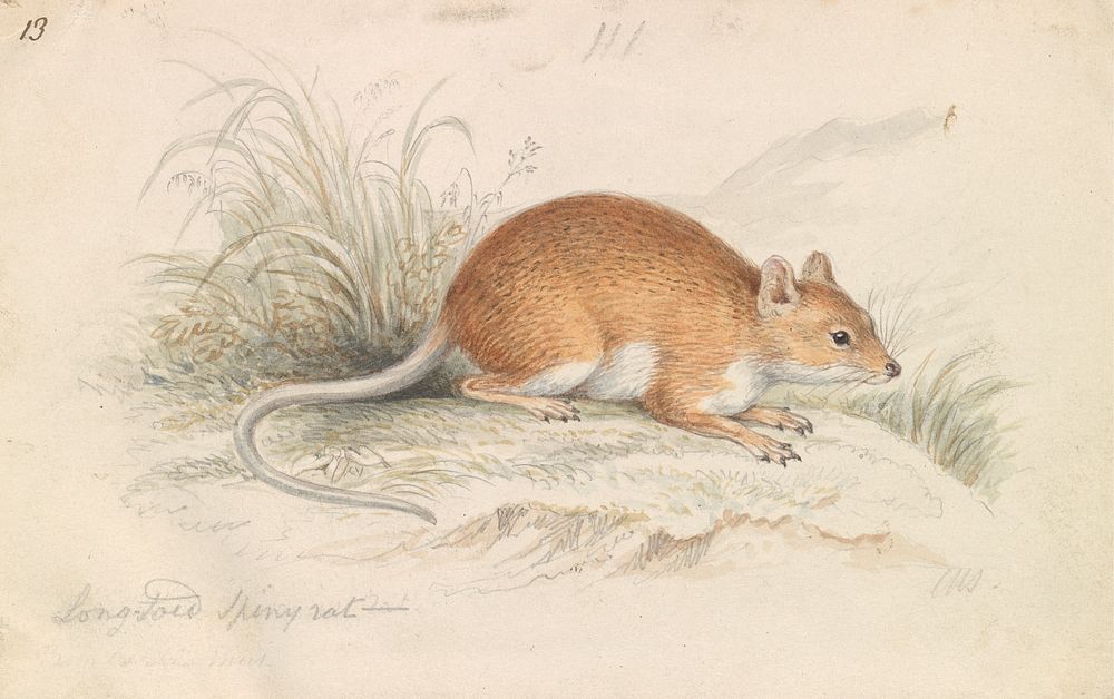 Long-Tailed Spiny Rat by Charles Hamilton Smith