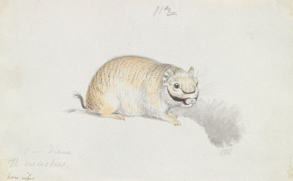 Plains Viscacha by Charles Hamilton Smith