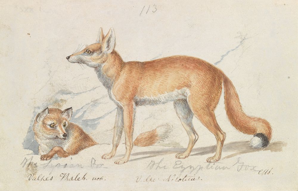 The Syrian Fox and The Egyptian Fox by Charles Hamilton Smith