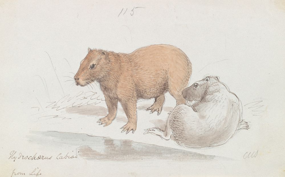 The Capybara by Charles Hamilton Smith