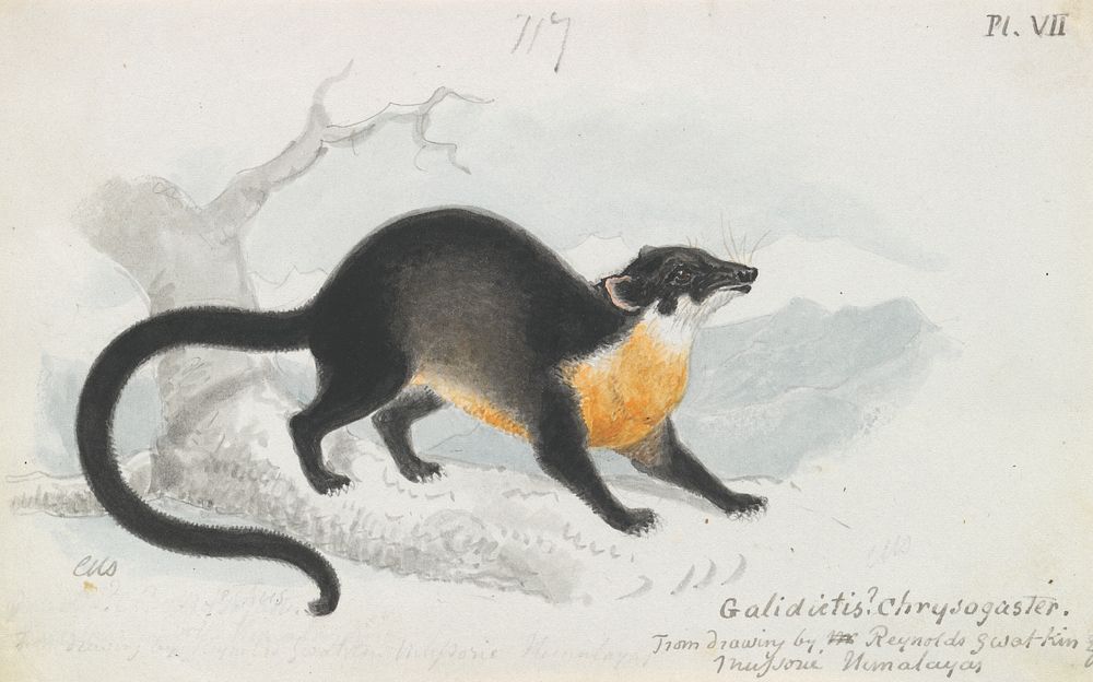 Asian Palm Civet by Charles Hamilton Smith