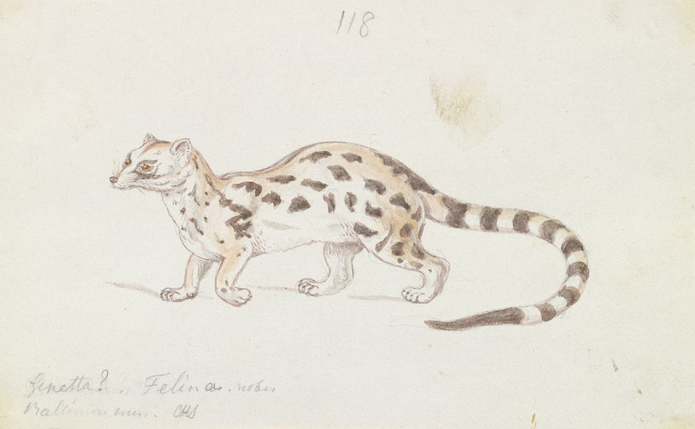 Small Indian Civet by Charles Hamilton Smith