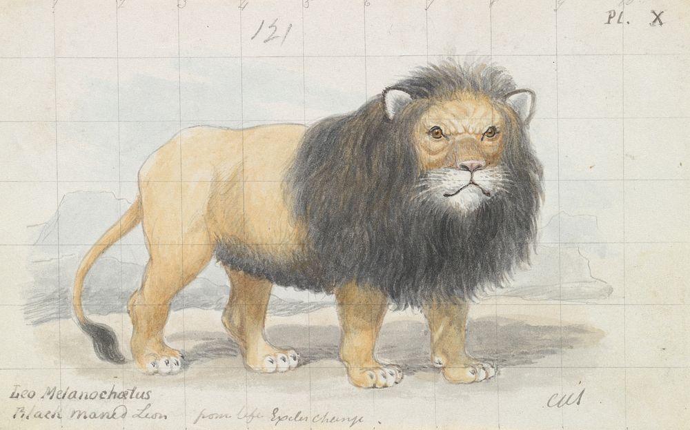 Cape Lion by Charles Hamilton Smith