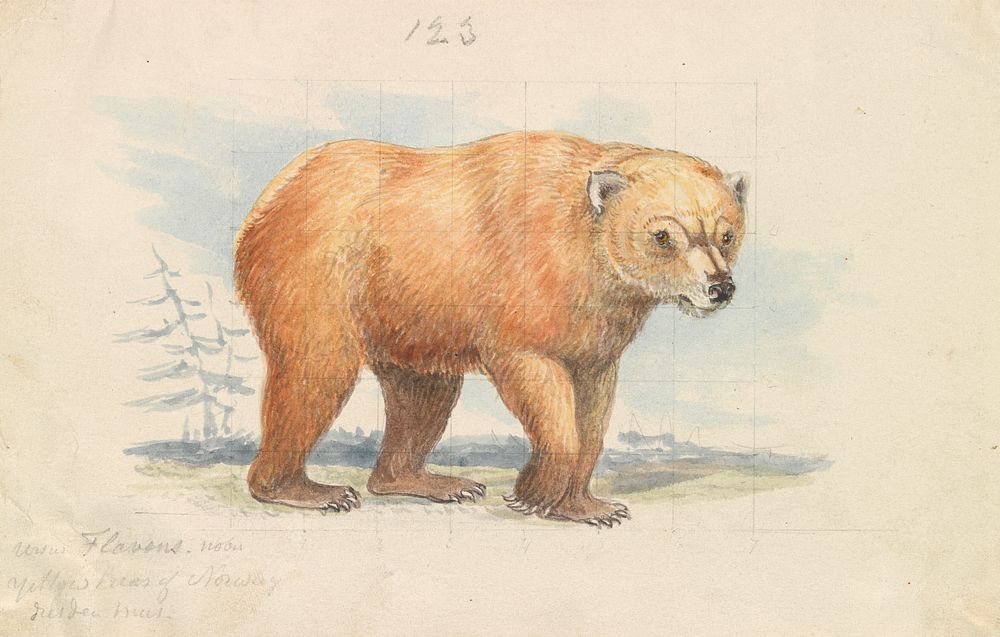 The Brown Bear by Charles Hamilton Smith