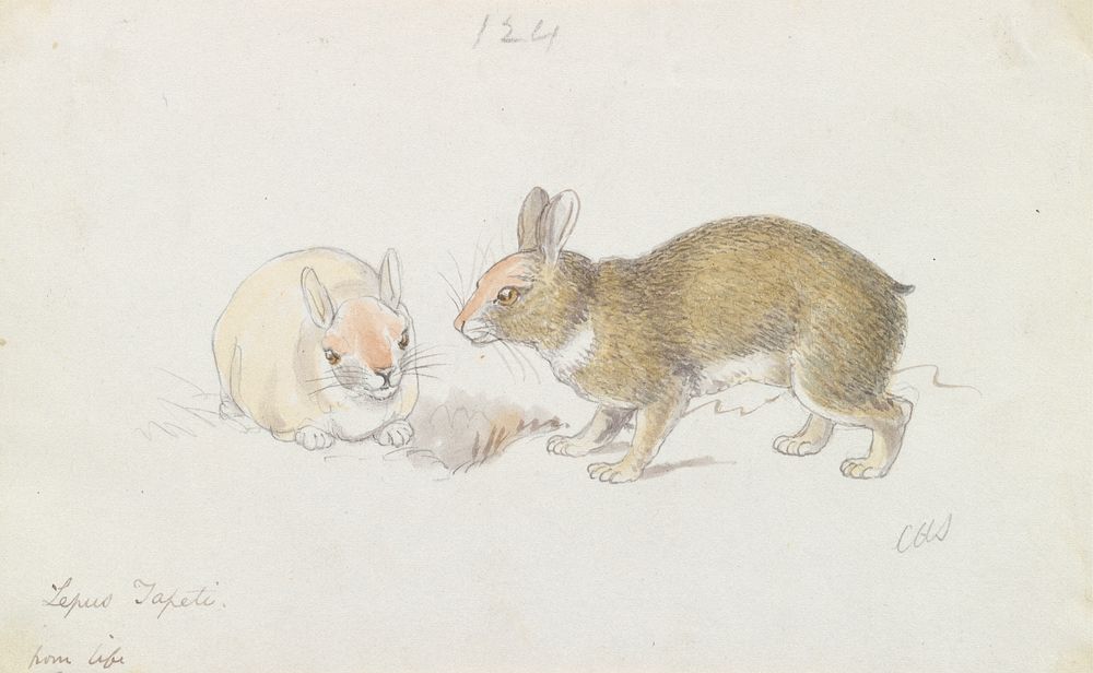 The Rabbit by Charles Hamilton Smith