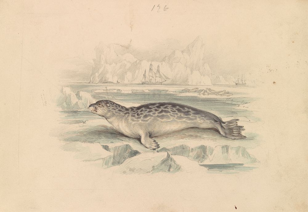 The Ringed Seal