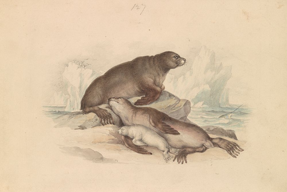 Steller Sea Lion