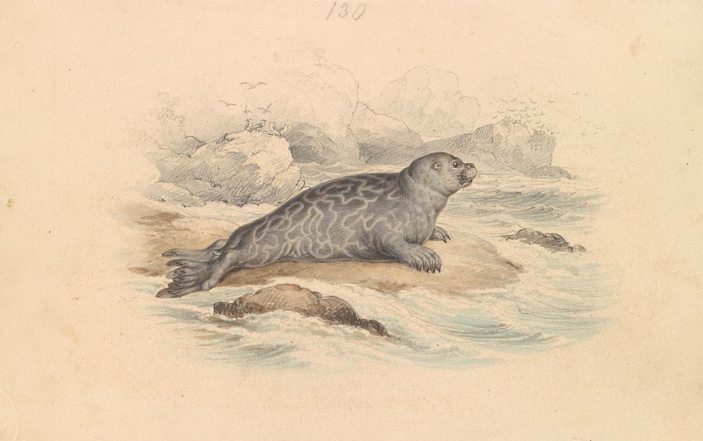 The Ringed Seal