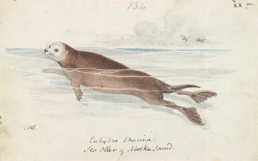 The Sea Otter by Charles Hamilton Smith