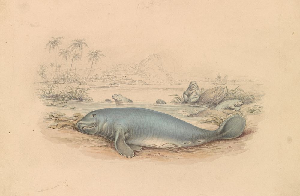 The West Indian Manatee