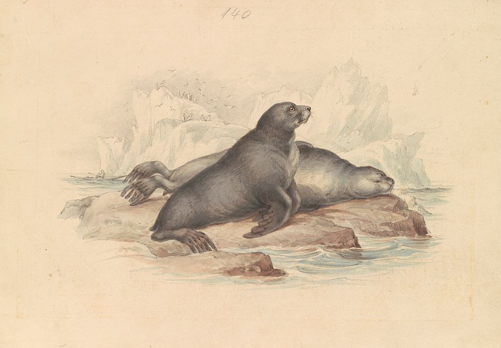 New Zealand Fur Seal or Southern Fur Seal