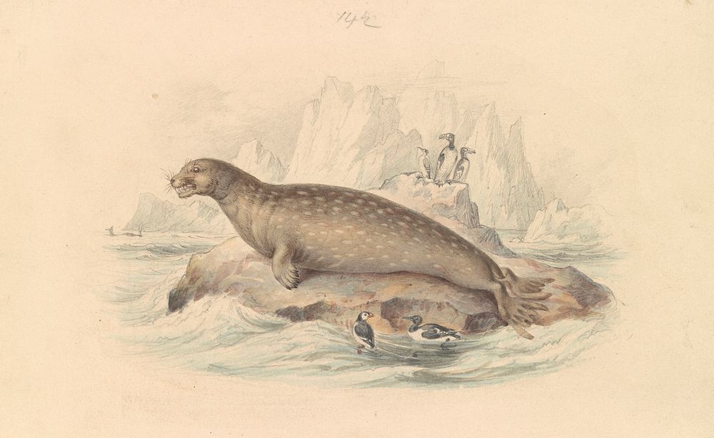 The Leopard Seal by James Stewart