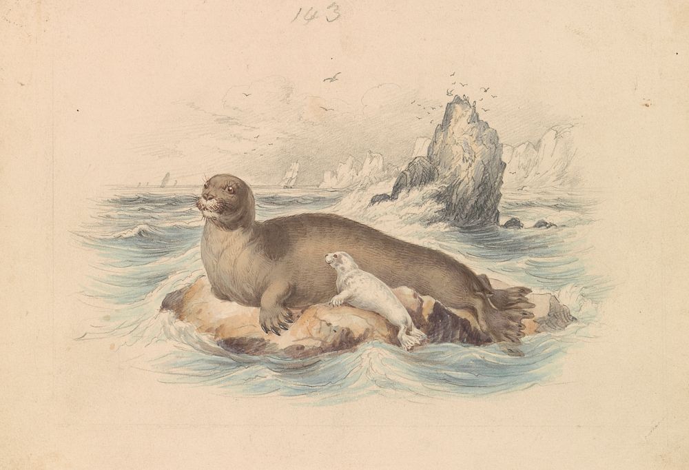 The Bearded Seal by James Stewart