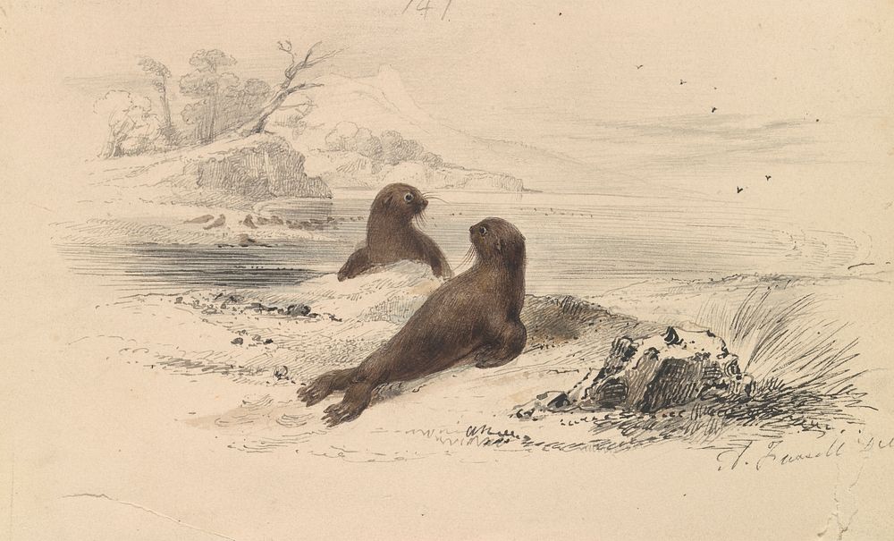 The Brown Fur Seal