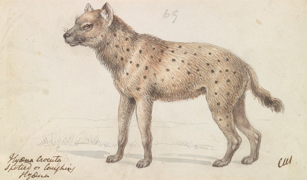 Spotted Hyena by Charles Hamilton Smith