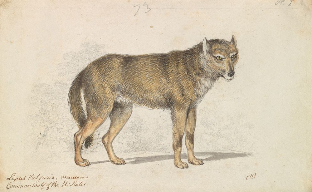 The Gray Wolf by Charles Hamilton Smith
