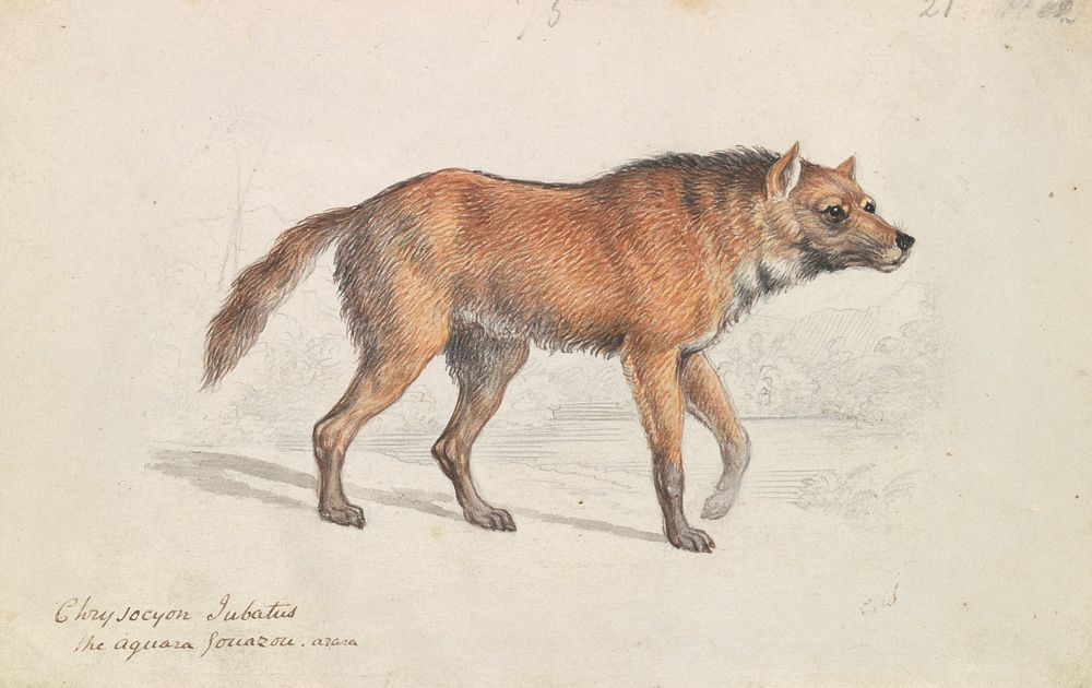 Maned Wolf by Charles Hamilton Smith