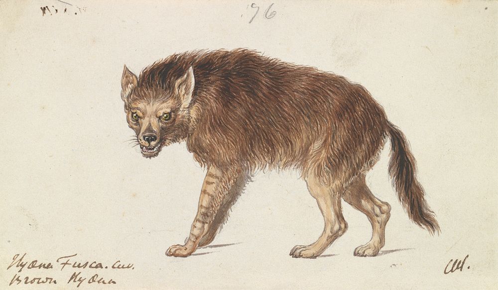 The Brown Hyena by Charles Hamilton Smith