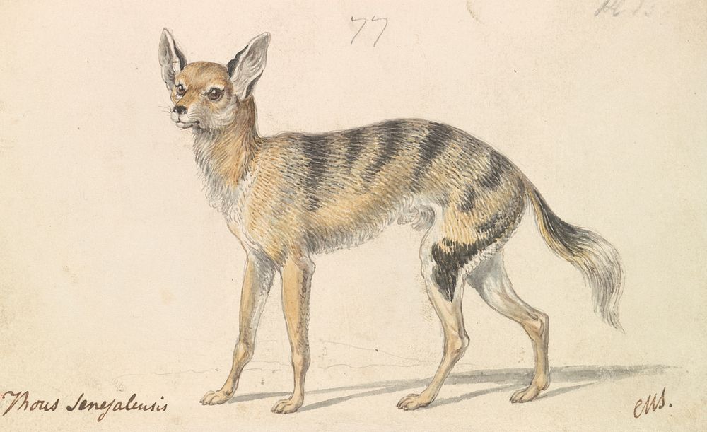 Senegalese Wolf or Grey Jackal by Charles Hamilton Smith