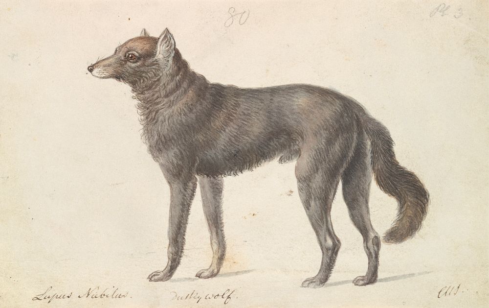 Black Wolf by Charles Hamilton Smith