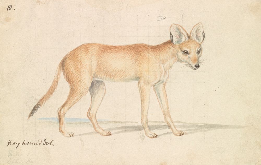 Greyhound Dhole by Charles Hamilton Smith