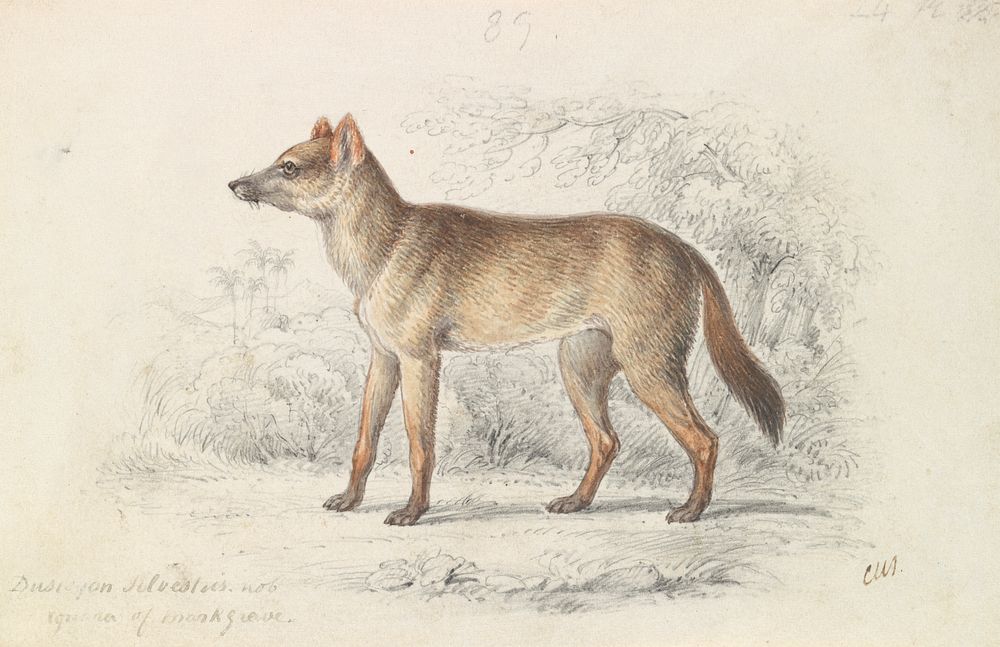 Aguara Dog of the Woods by Charles Hamilton Smith