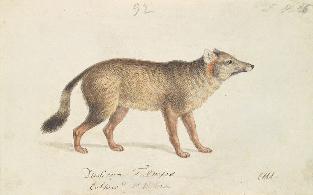 Dun-Footed Aguara-Dog by Charles Hamilton Smith