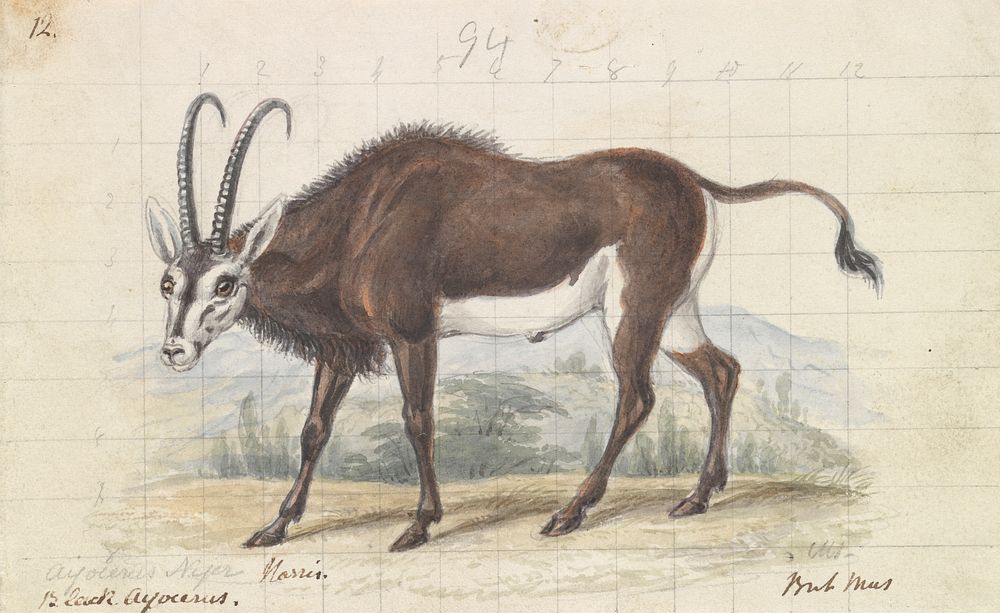 Sable Antelope by Charles Hamilton Smith