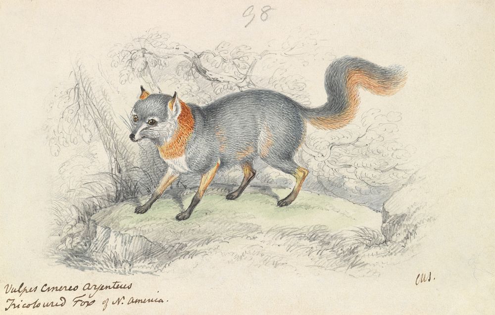 Gray Fox by Charles Hamilton Smith