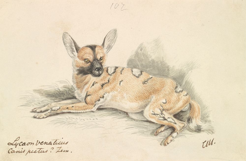 African Wild Dog by Charles Hamilton Smith