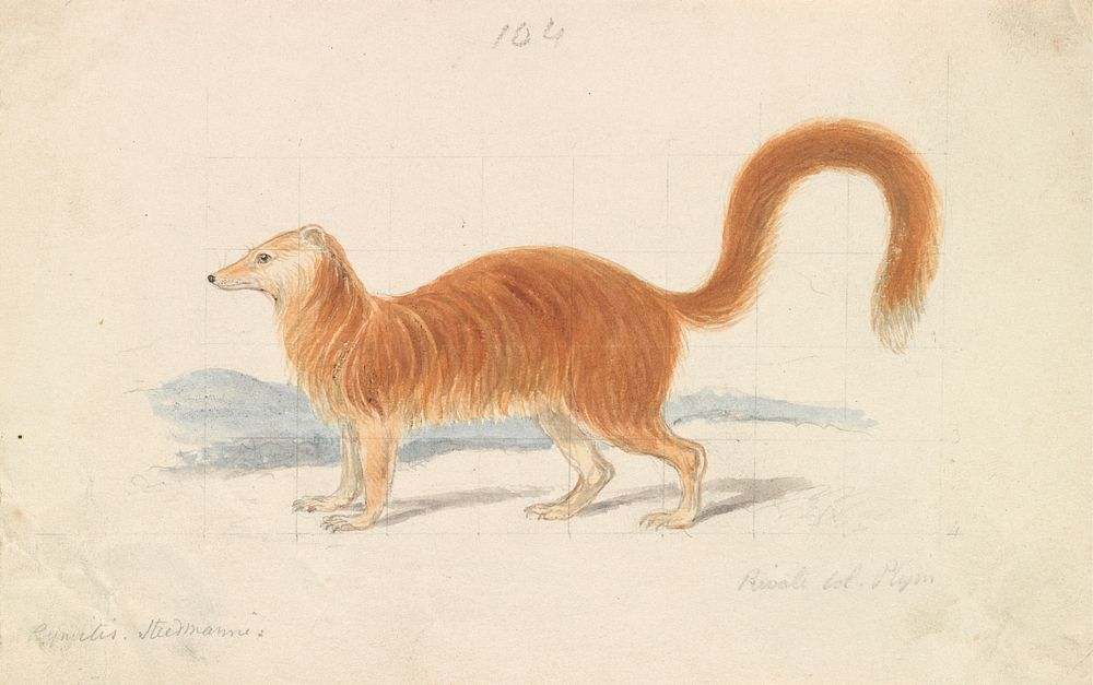 Yellow Mongoose by Charles Hamilton Smith