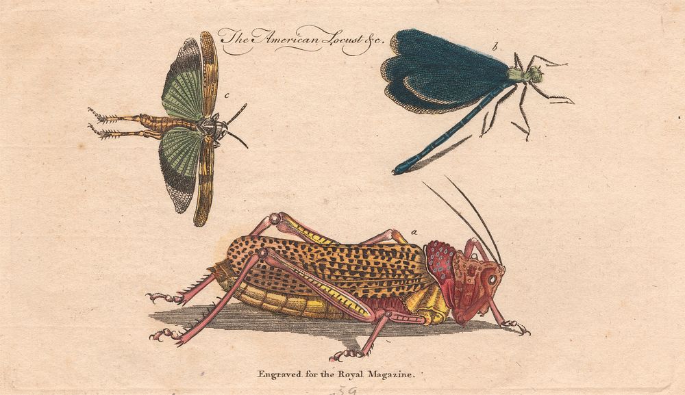 The American Locust &c.