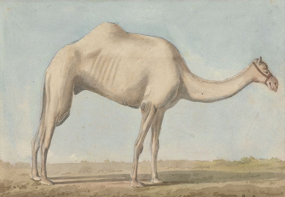 Views in the Levant: A Camel