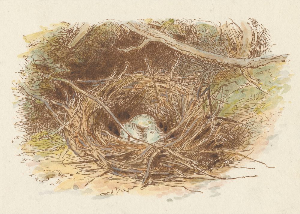 The Deserted Nest (tail piece)