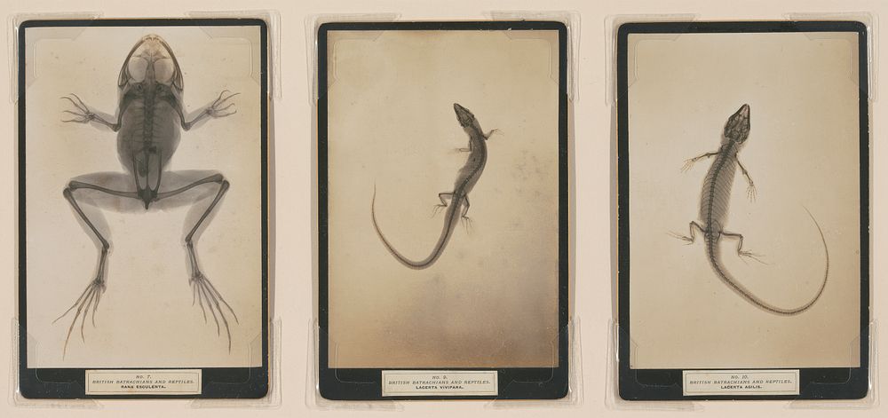 Sciagraphs of British batrachians and reptiles.