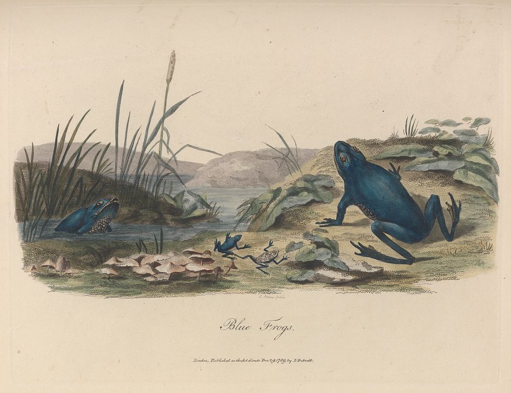 Journal of a voyage to New South Wales : with sixty-five plates of non descript animals, birds, lizards, serpents, curious…