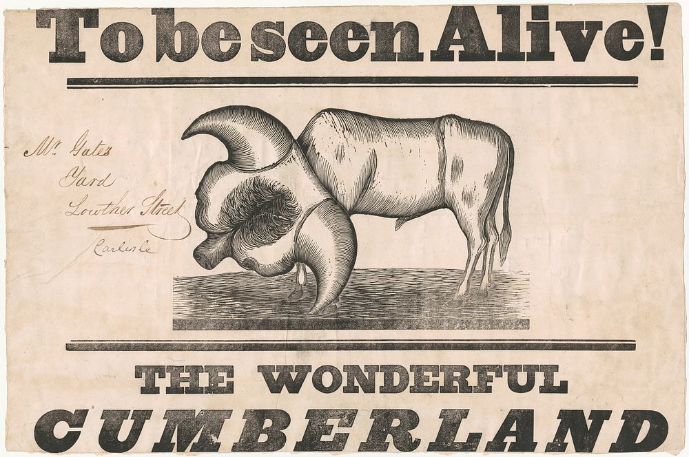 To be seen alive! [graphic] : the wonderful Cumberland.