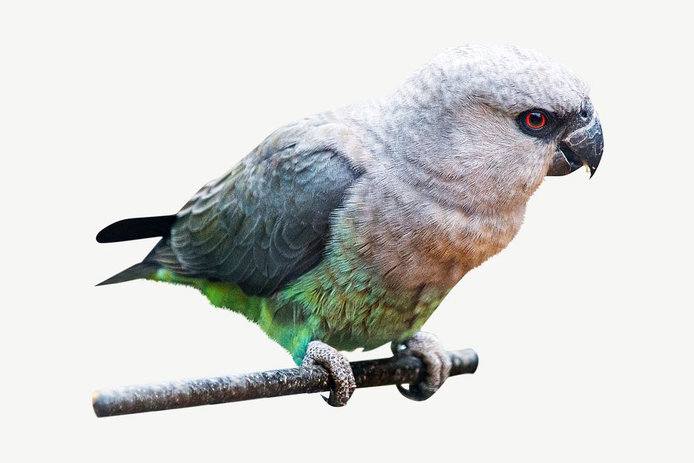 Female red-bellied parrot collage element psd